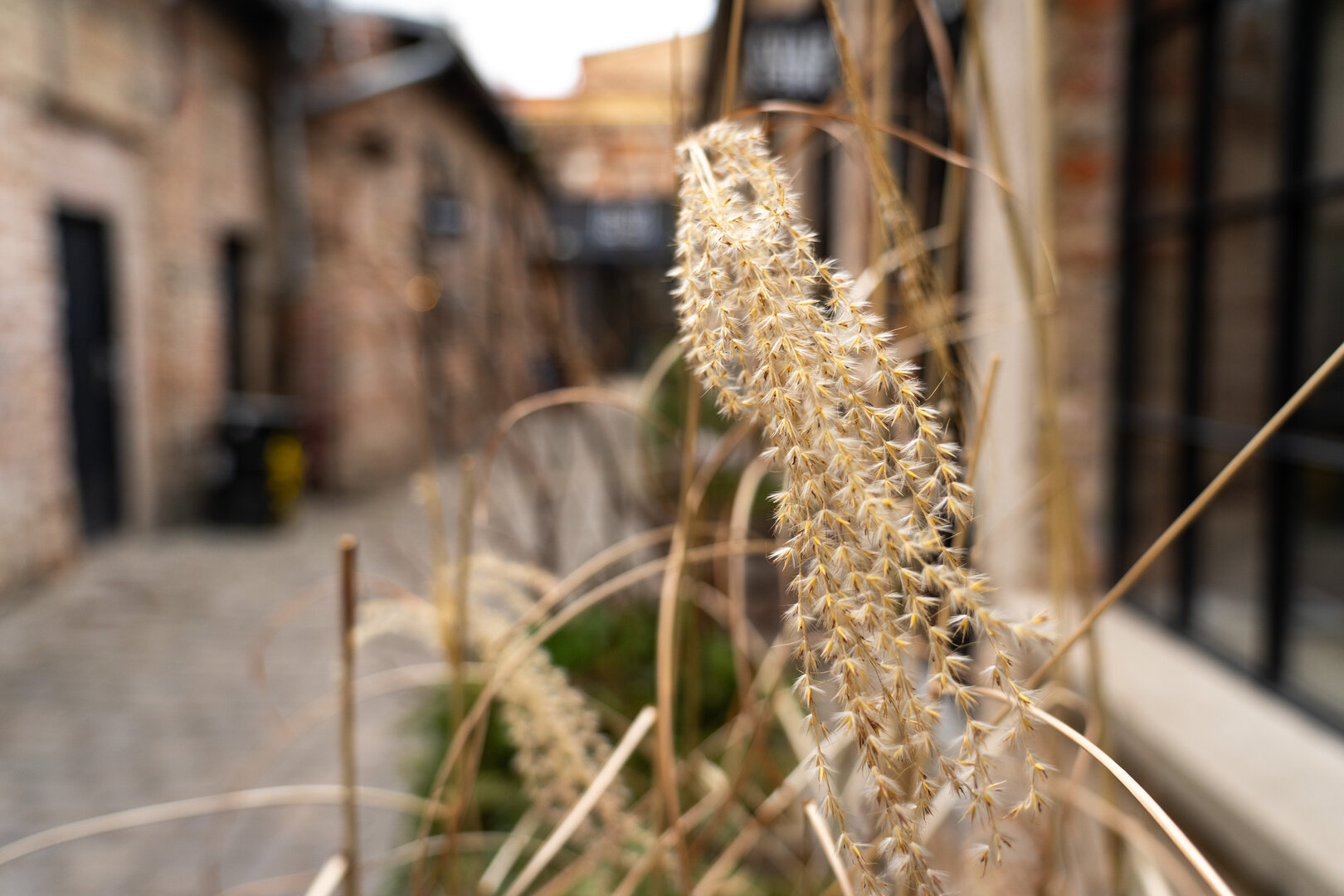 grass in a street