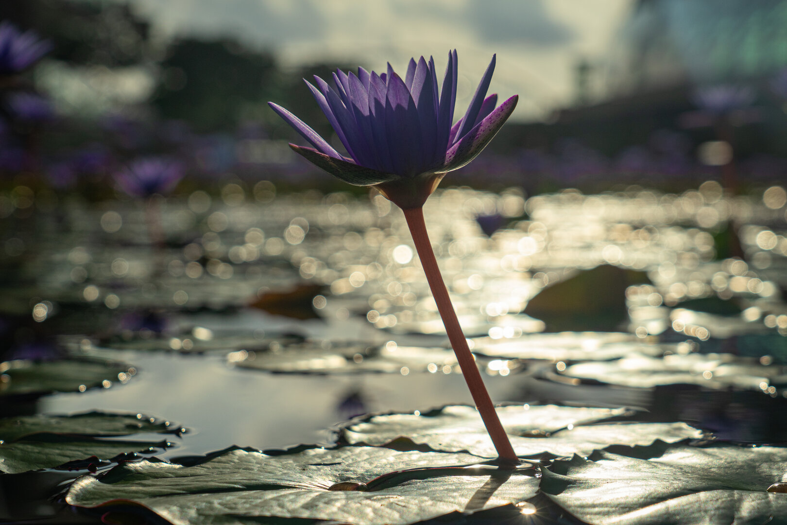 waterlily in the sun