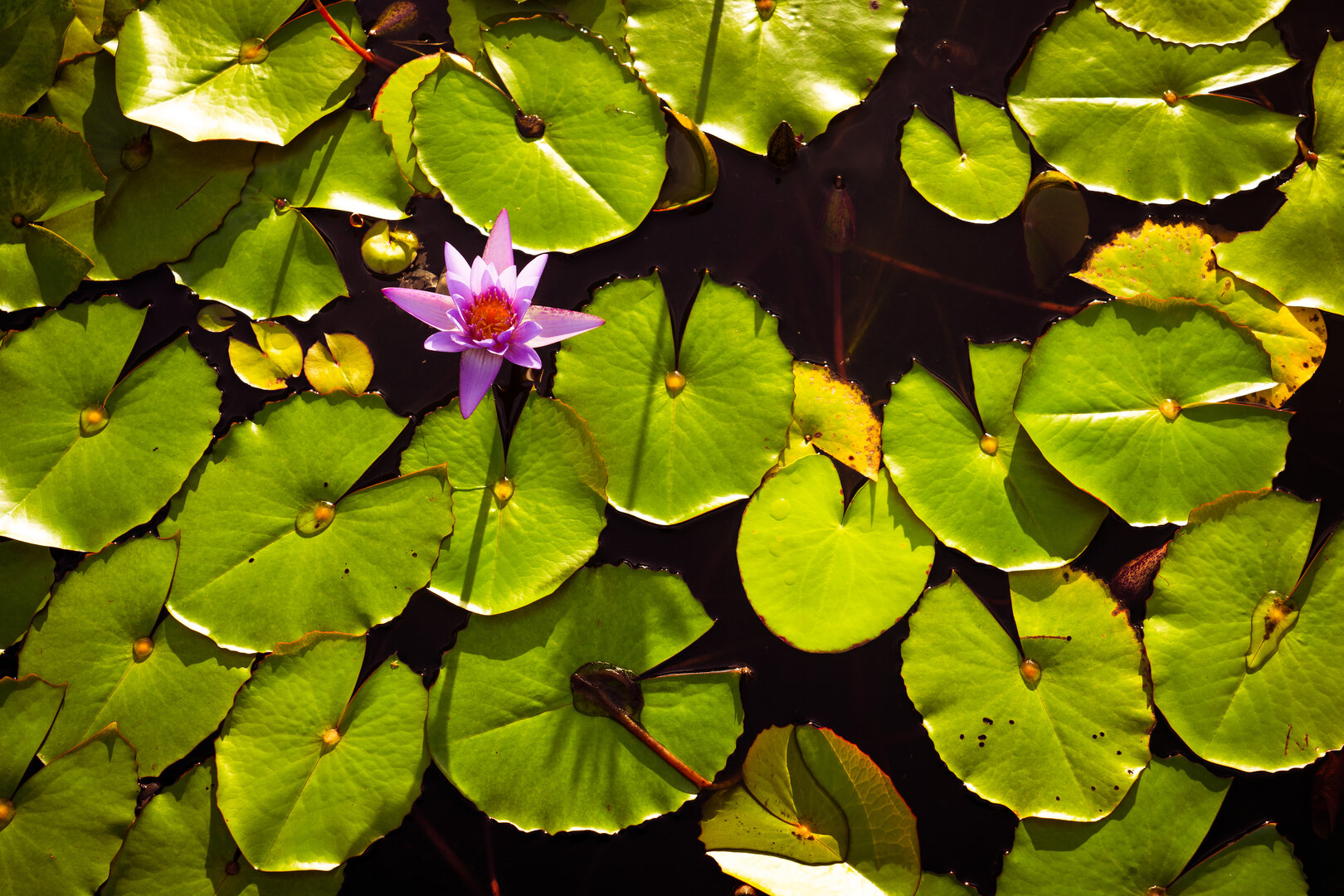 waterlily