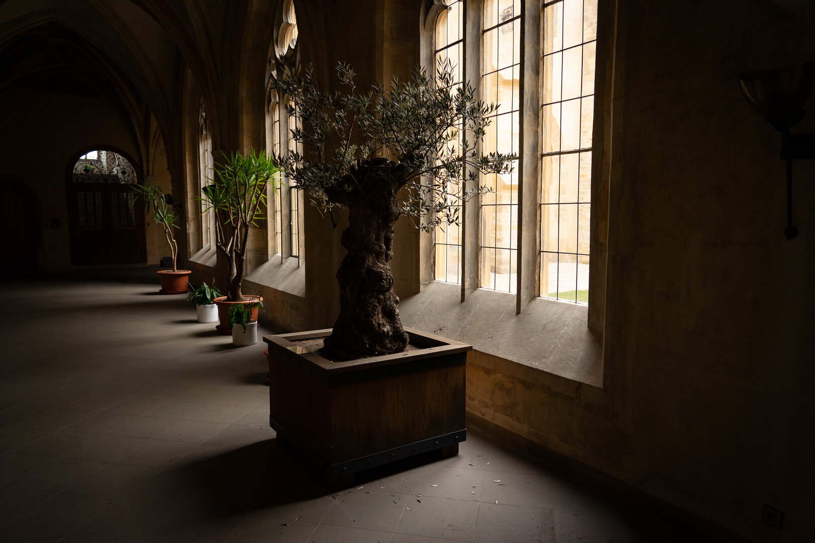 plants in window light