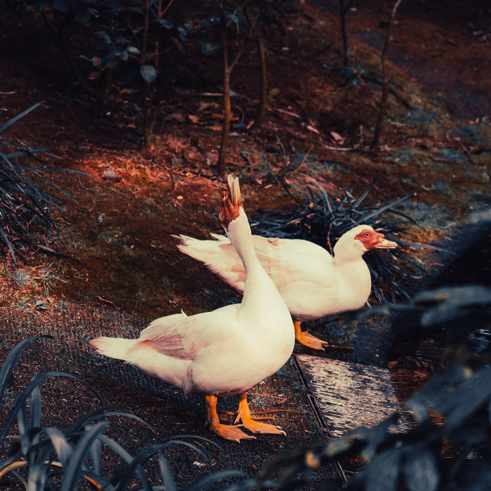 ducks