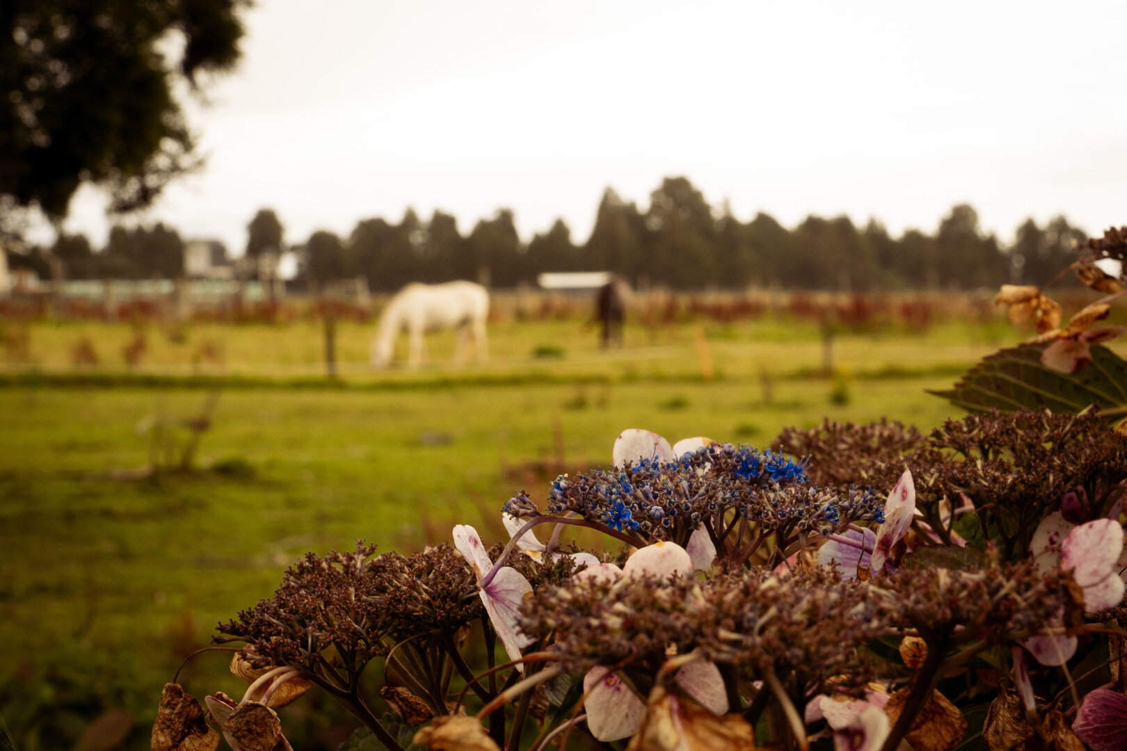 flowers and horses