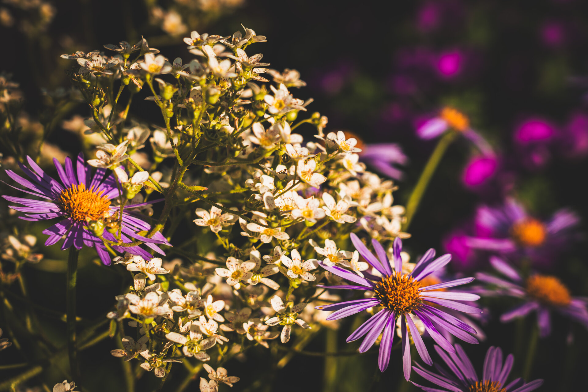 flowers