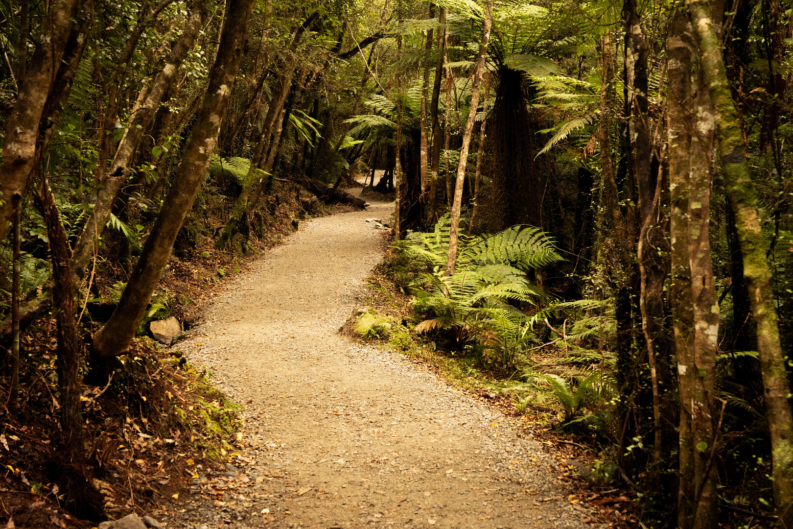 jungle path