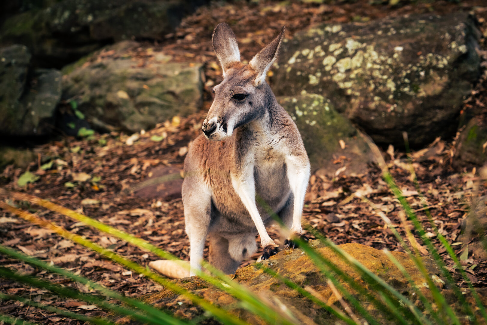 kangaroo