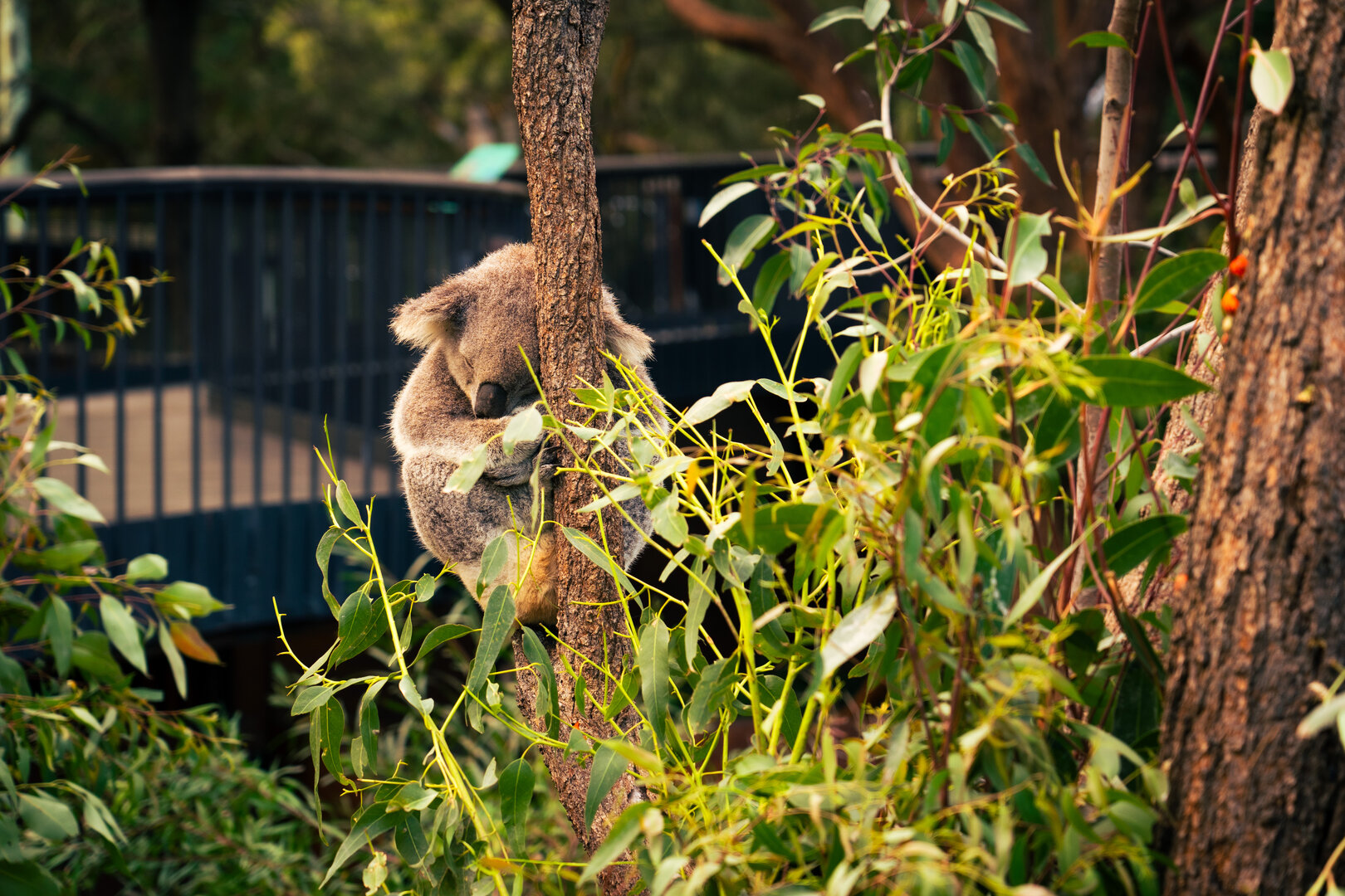 koala