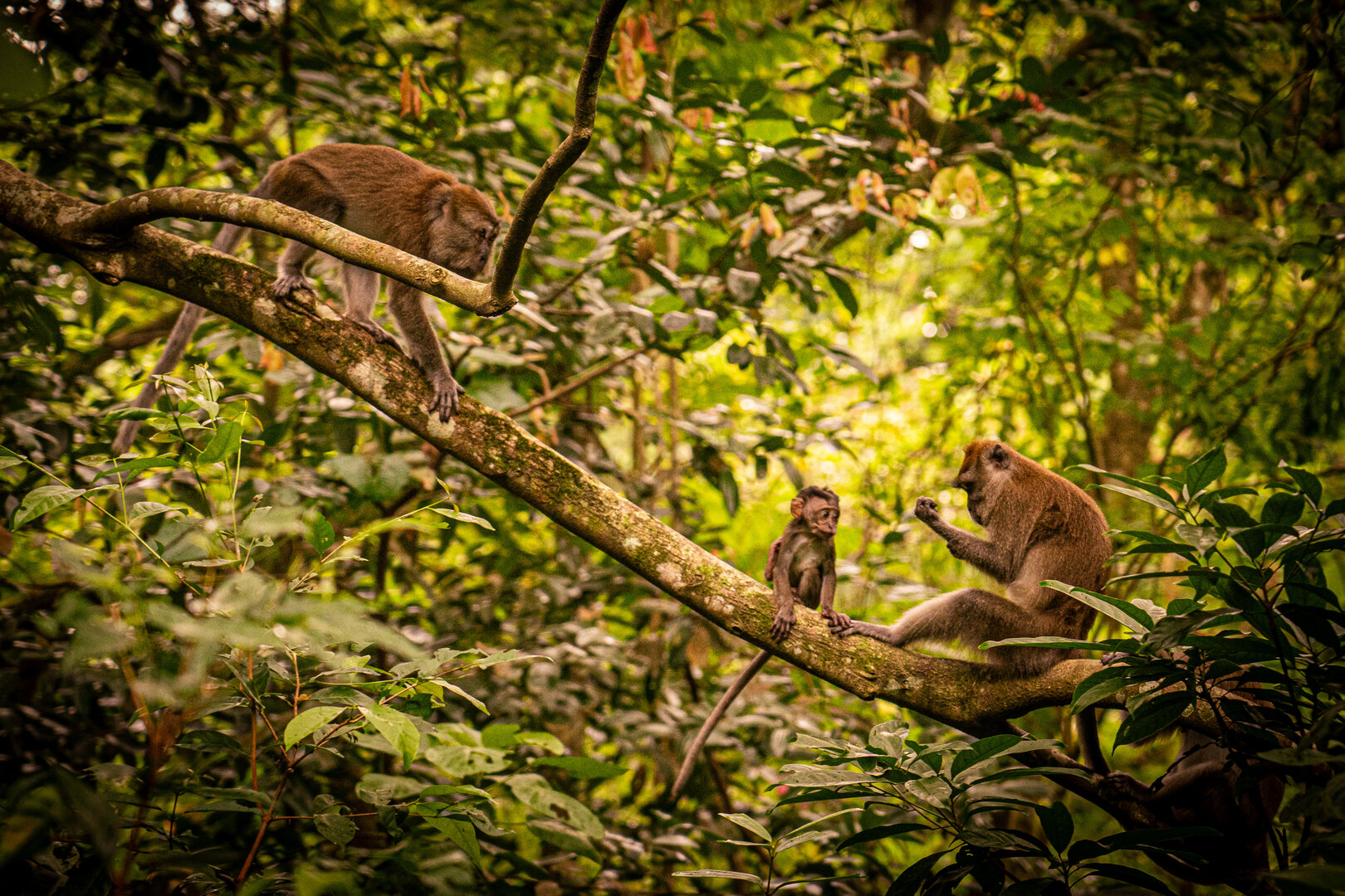 macaque family