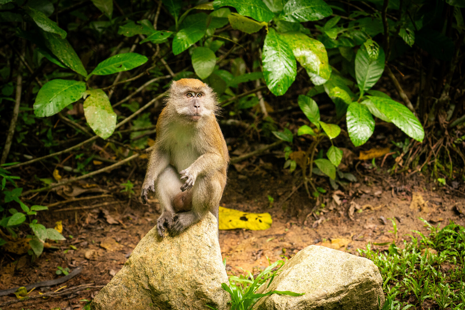 macaque