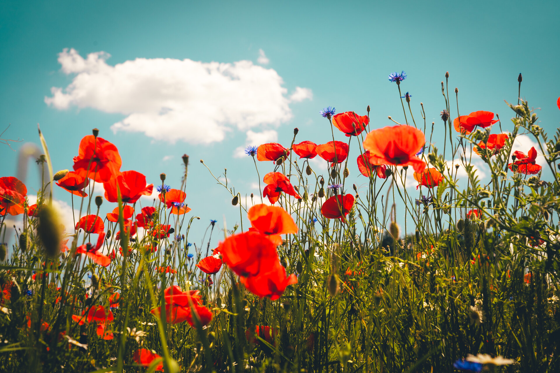 poppies