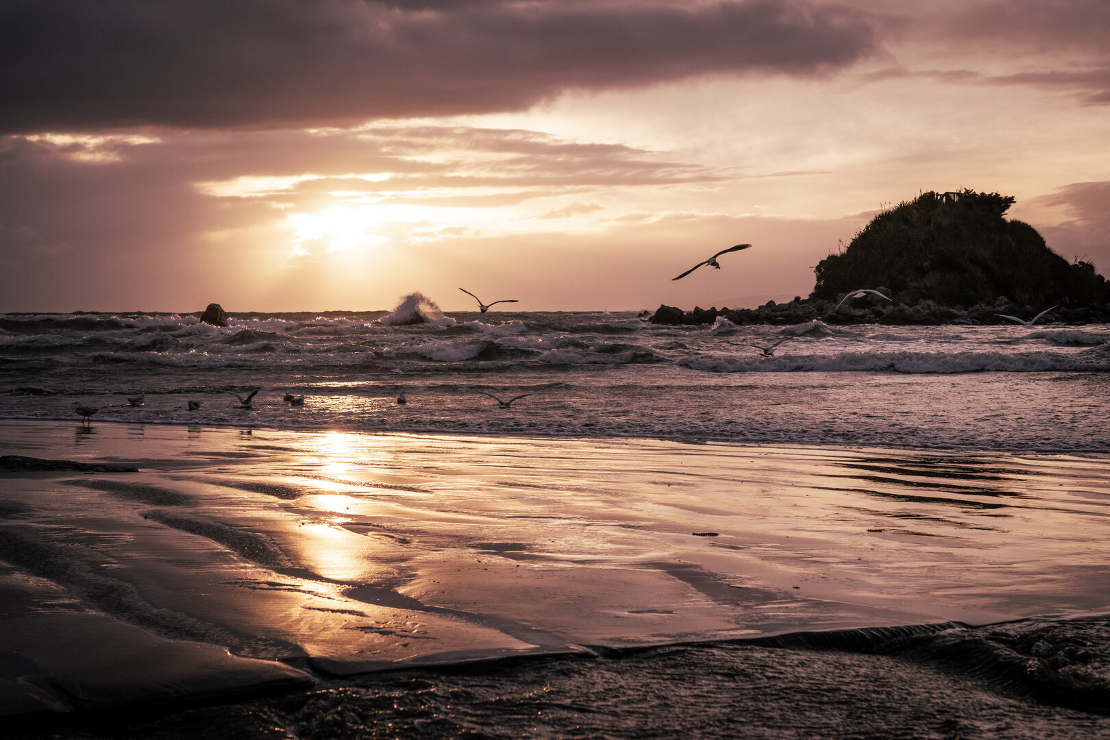 seagulls on beach