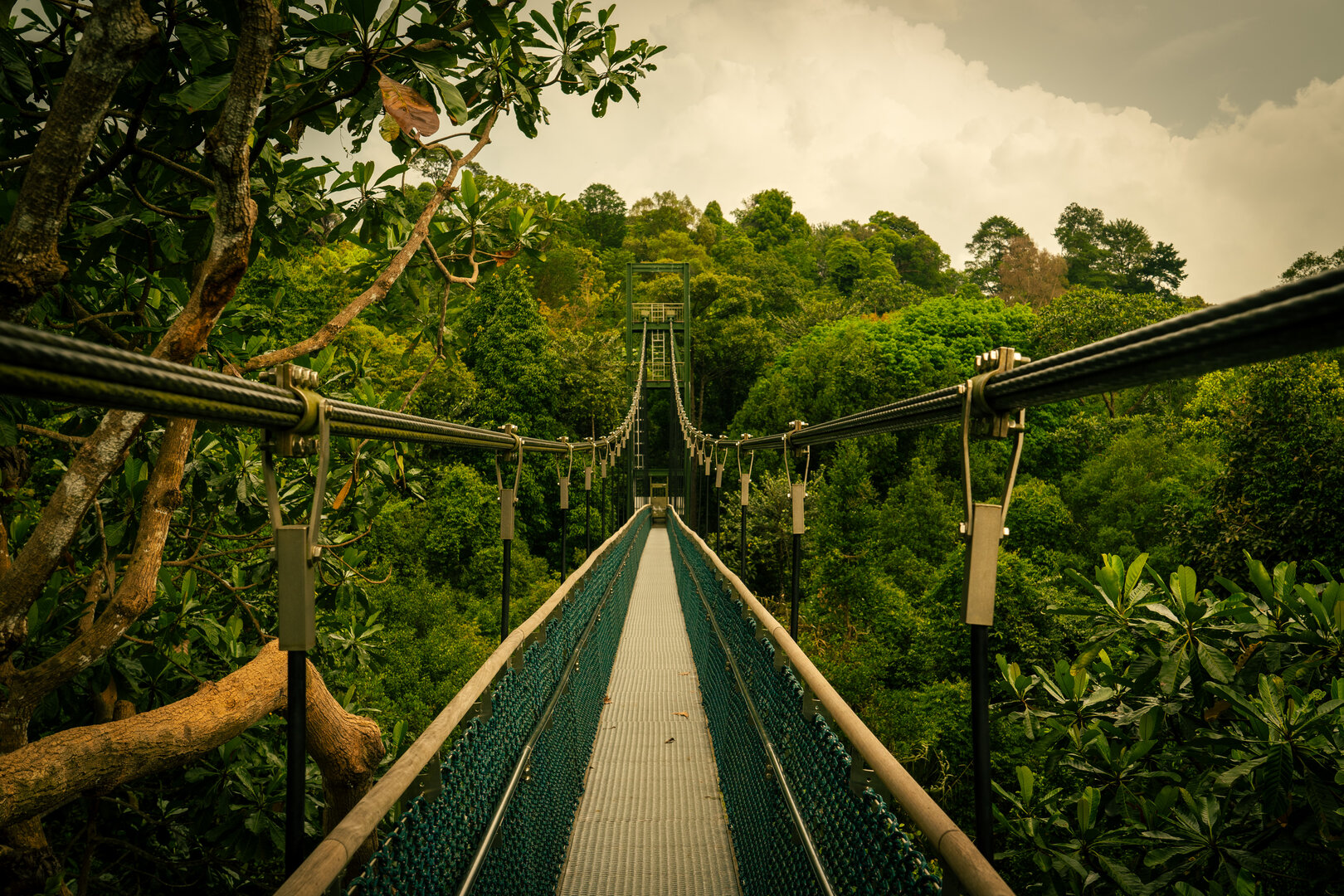 tree top walk