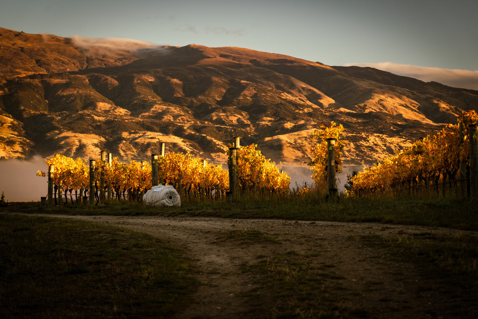 vineyard morning