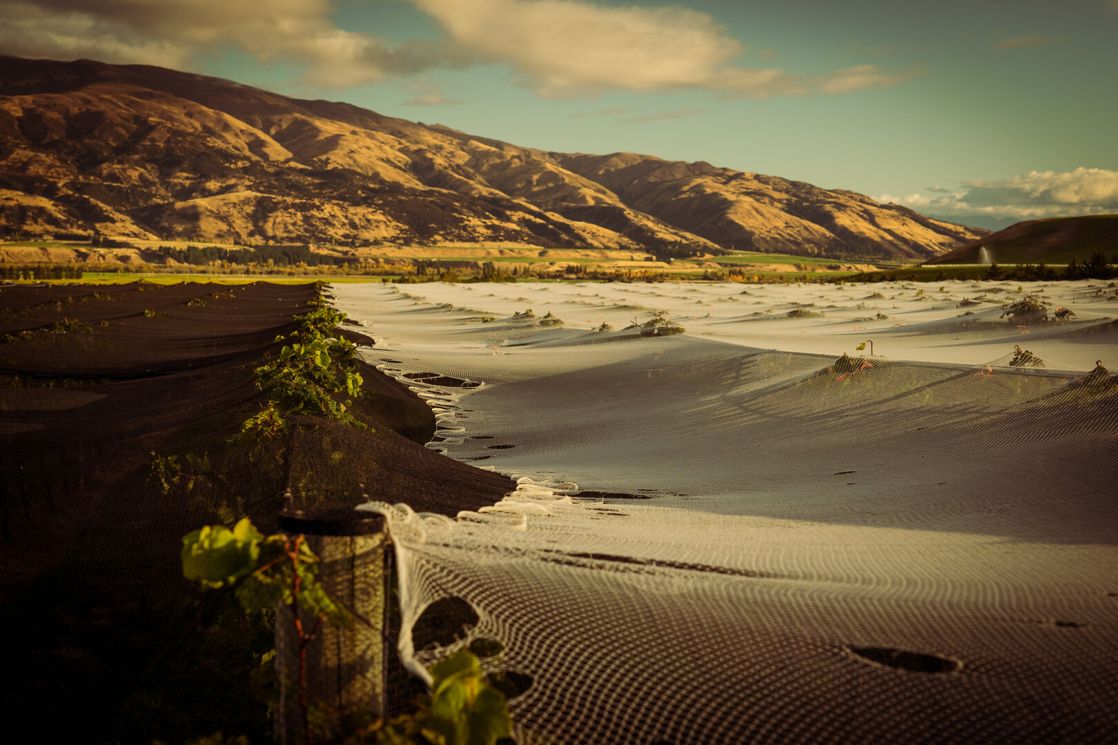 vineyard nets