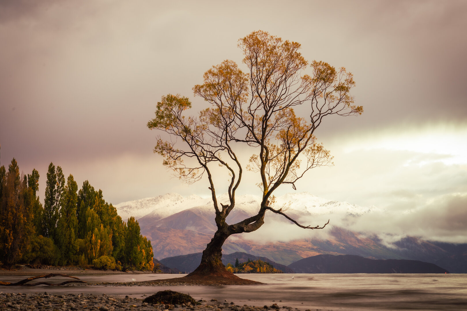 wanaka tree